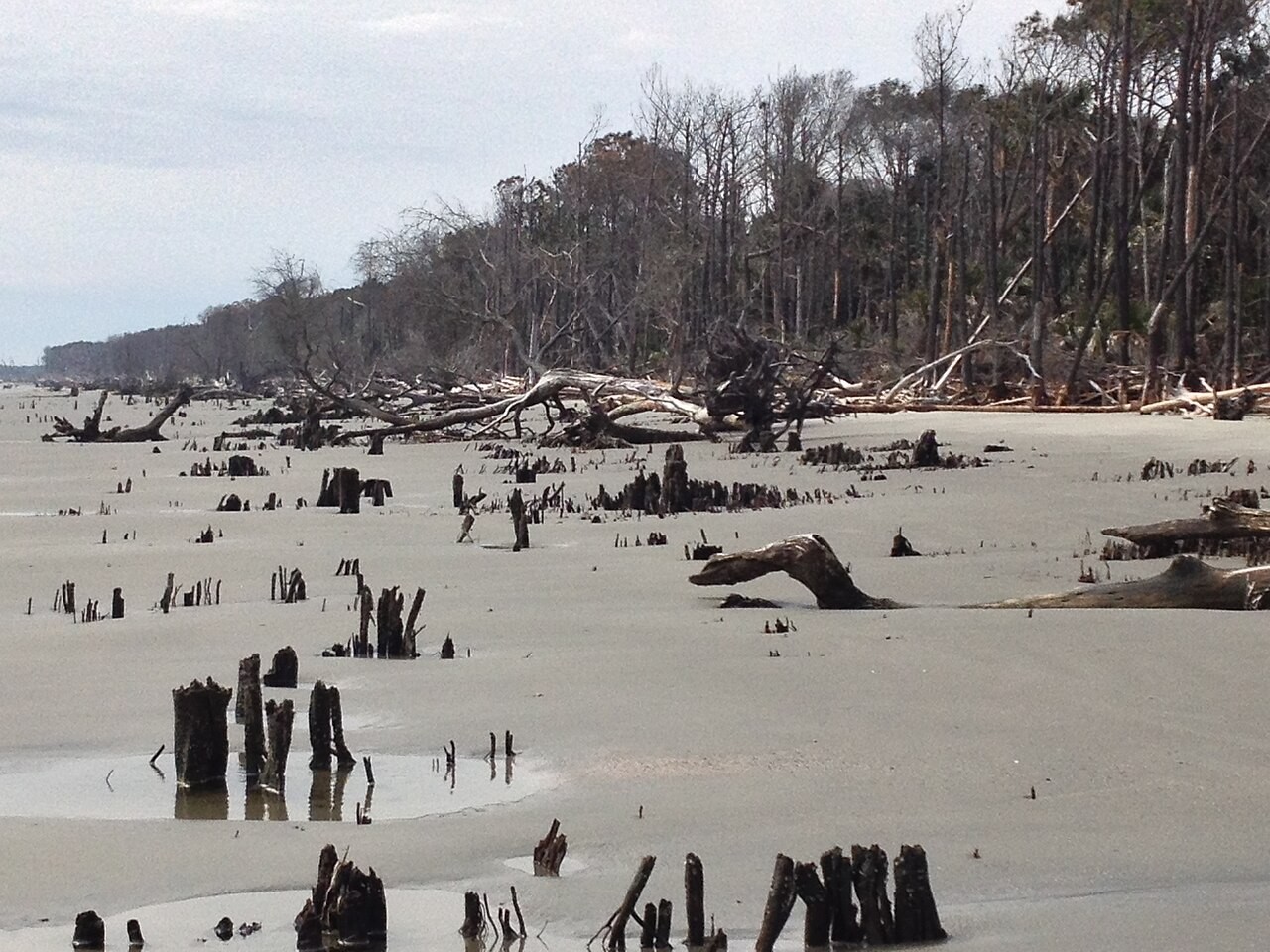 Capers Island beach looking southwest; photographed March 2014.