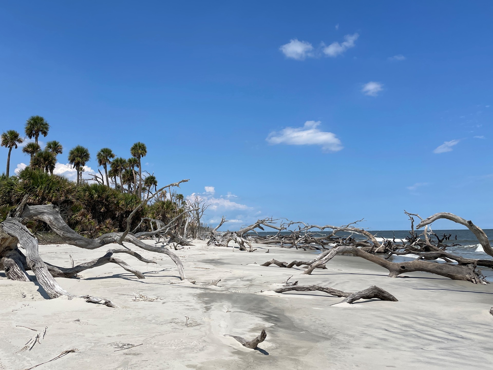 Wassaw Island boneyard beach — archival coastal scene Photograph: Monica Harris / USFWS · Public Domain. Historical view; current conditions may differ.