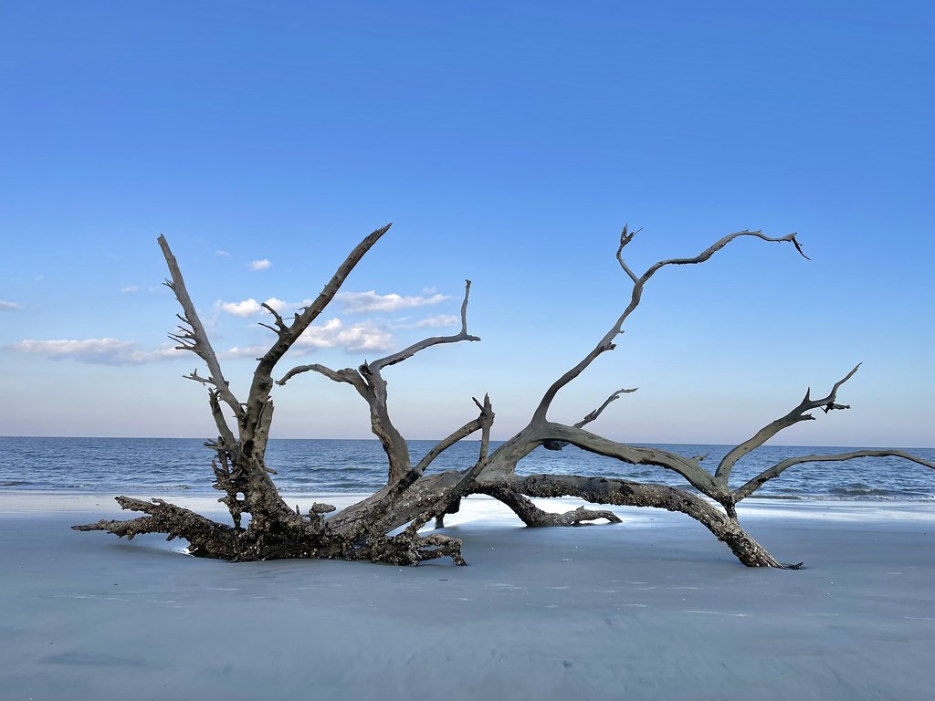 A branching driftwood trunk stands beside the ocean and wet sand at Driftwood Beach Photograph: Carine06 · CC BY-SA 2.0. Historical view; current conditions may differ.