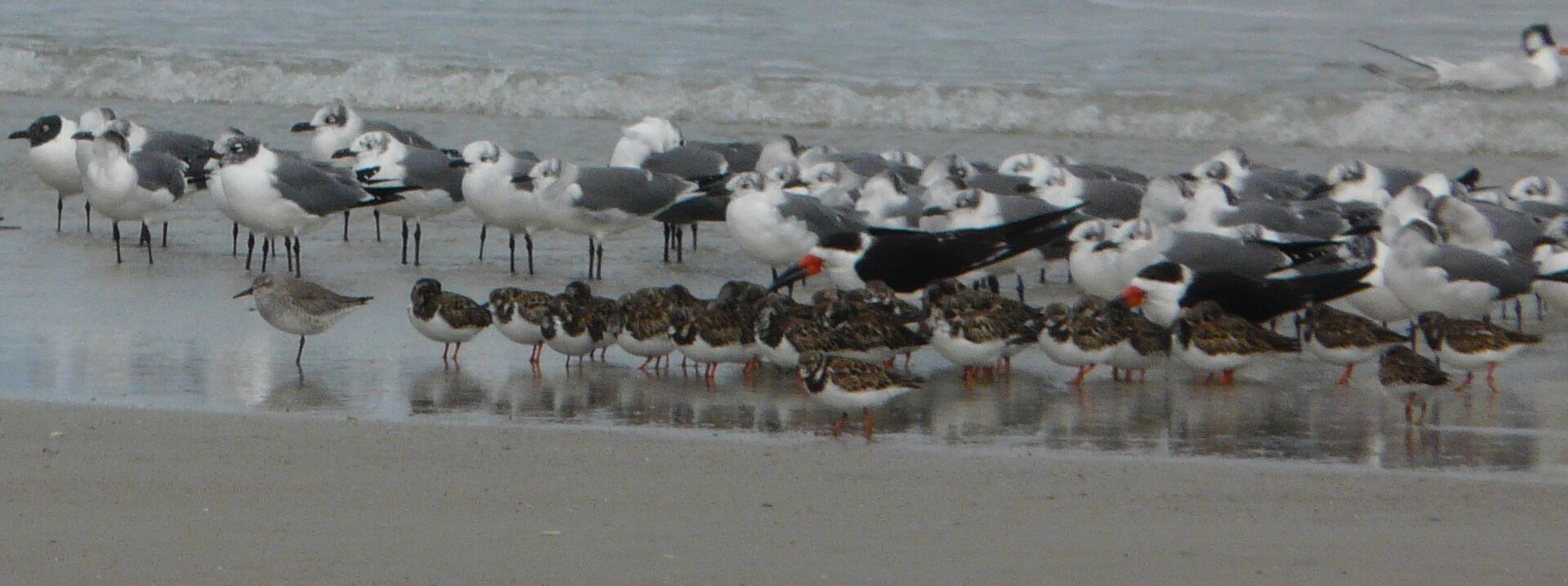 Shorebirds at Huguenot Memorial Park