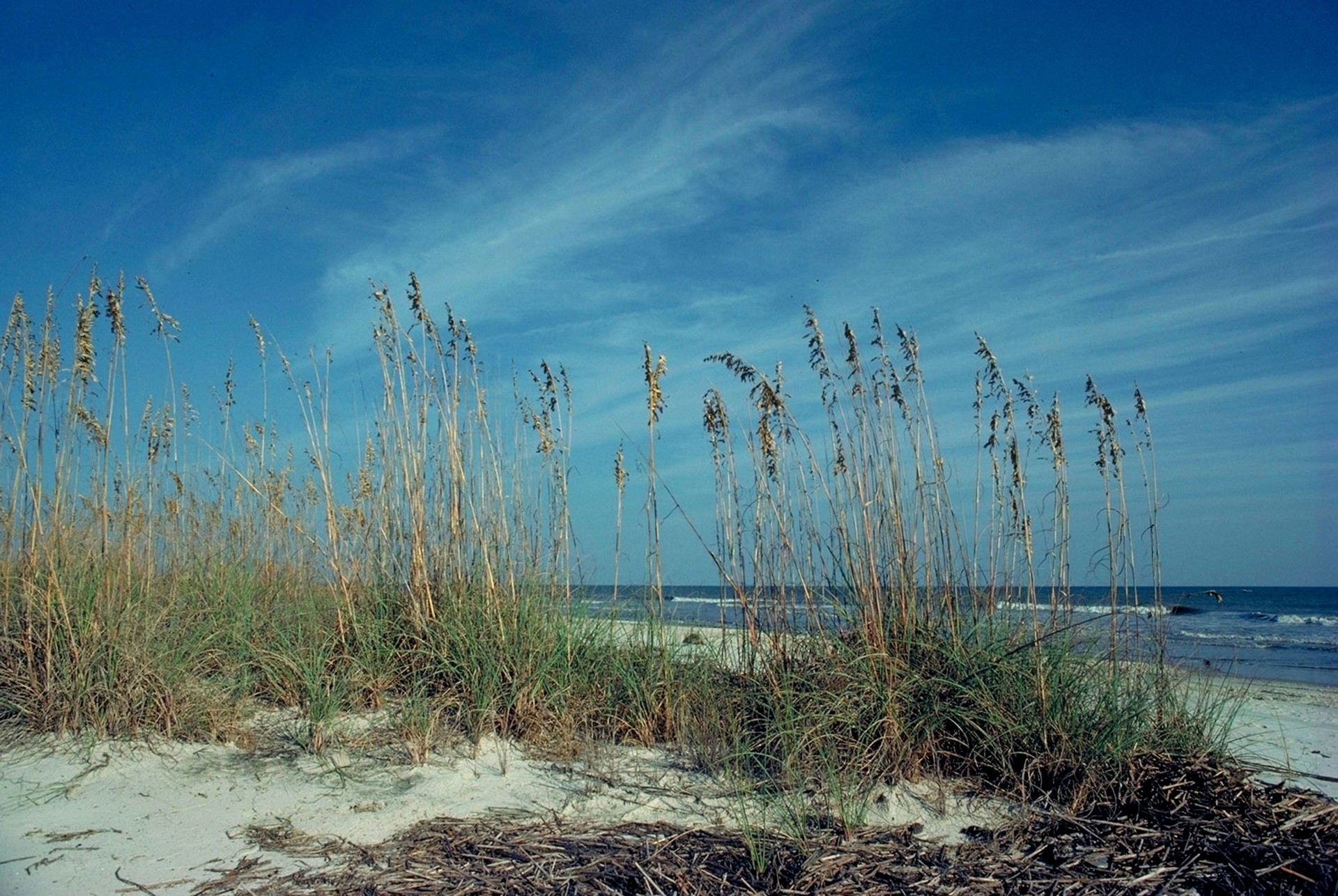 Sea oats rise above the sandy dunes beside the Atlantic shore of Blackbeard Island Photograph: John Robinette / USFWS · Public Domain. Historical view; current conditions may differ.