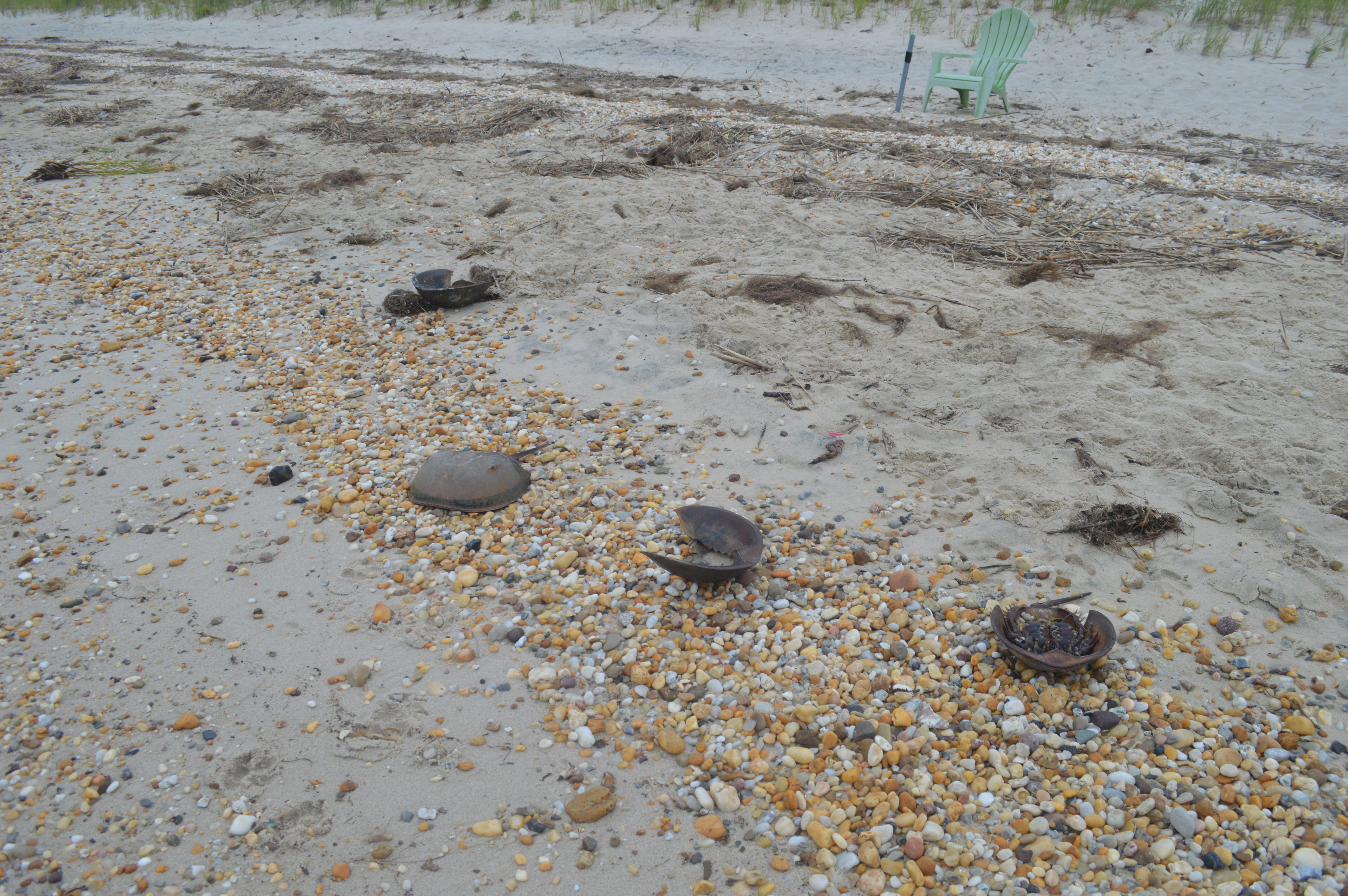 Bands of dried plant material and horseshoe-crab shells on the sand at Slaughter Beach, Delaware